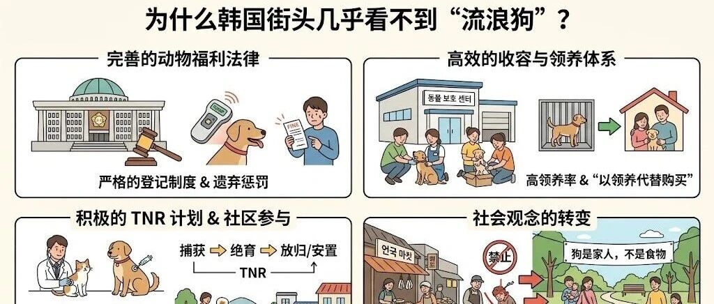 为什么韩国街头几乎看不到"流浪狗"？